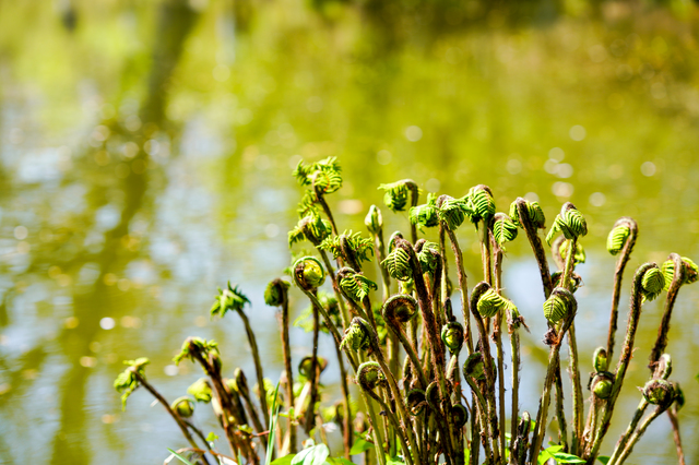 こごみ｜野菜｜ガーデンメモ｜HOW TO｜DCM